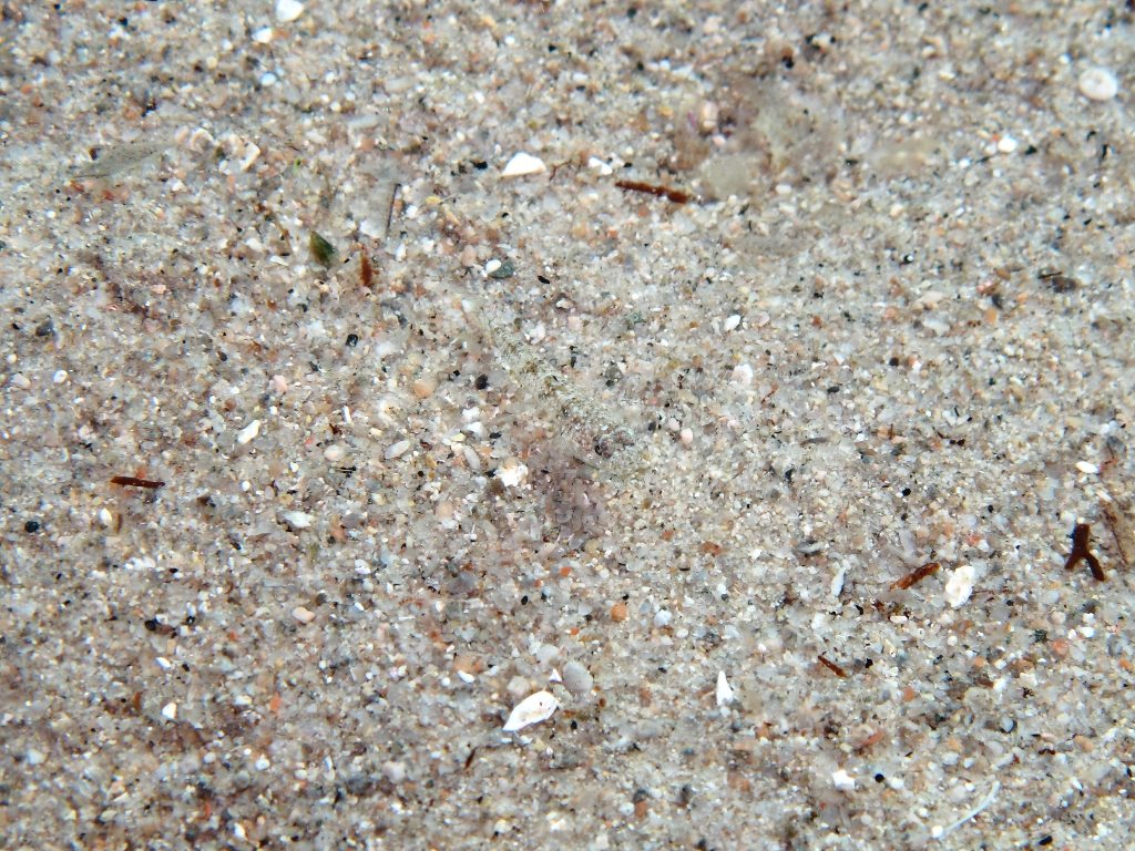 Deltentosteus quadrimaculatus (Valenciennes, 1837)